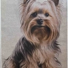 Digital Print Yorkie